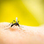Can Lemongrass Really Repel Mosquitoes?