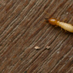 How Effective Is Orange Oil For Termite Control?
