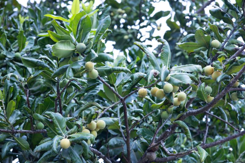 Ingredient Spotlight: Tamanu Oil - Plant Guru