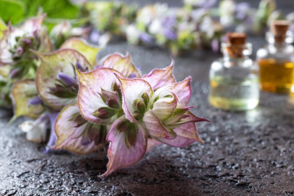 What Does Clary Sage Smell Like?