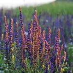 You Need To Know About The Benefits Of Clary Sage Essential Oils Today!