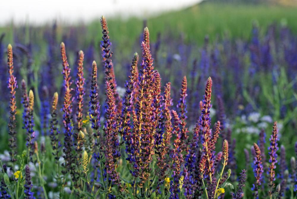 You Need To Know About The Benefits Of Clary Sage Essential Oils Today!